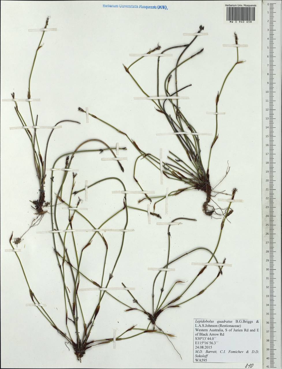 Lepidobolus quadratus B.G.Briggs & L.A.S.Johnson, Австралия и Океания (AUSTR) (Австралия)