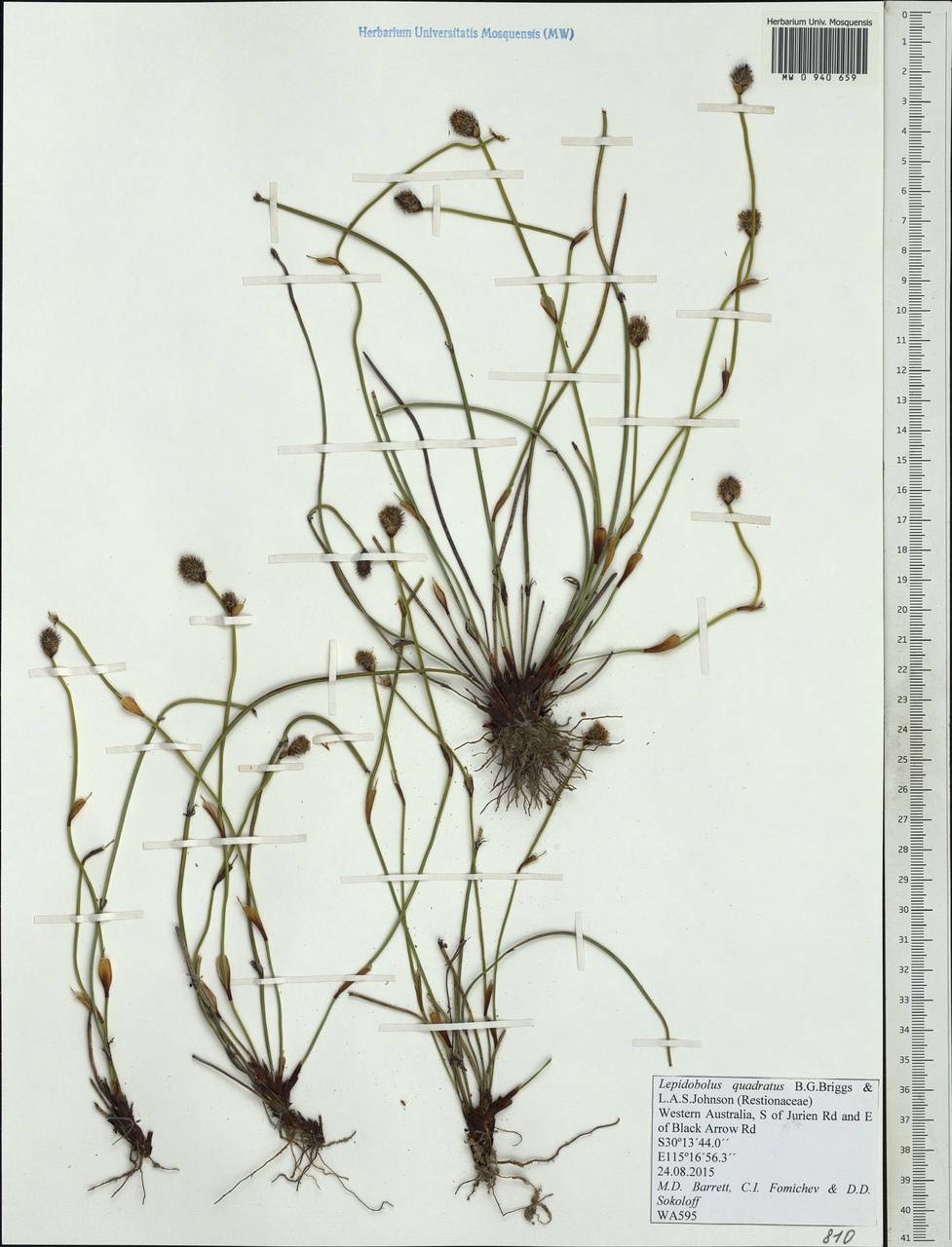 Lepidobolus quadratus B.G.Briggs & L.A.S.Johnson, Австралия и Океания (AUSTR) (Австралия)