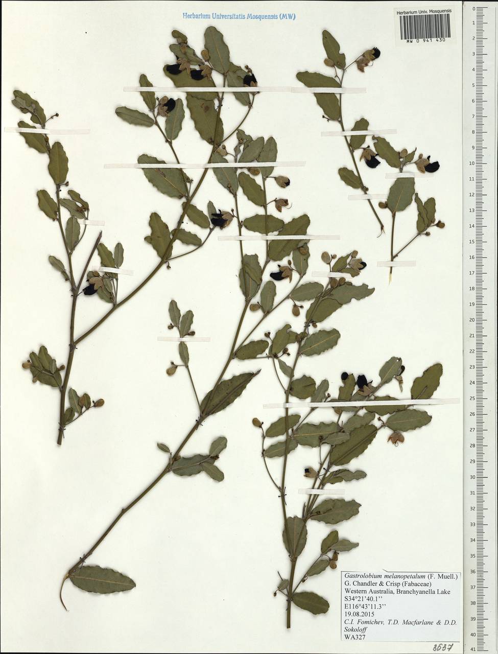 Gastrolobium melanopetalum (F.Muell.) G.Chandler & Crisp, Австралия и Океания (AUSTR) (Австралия)