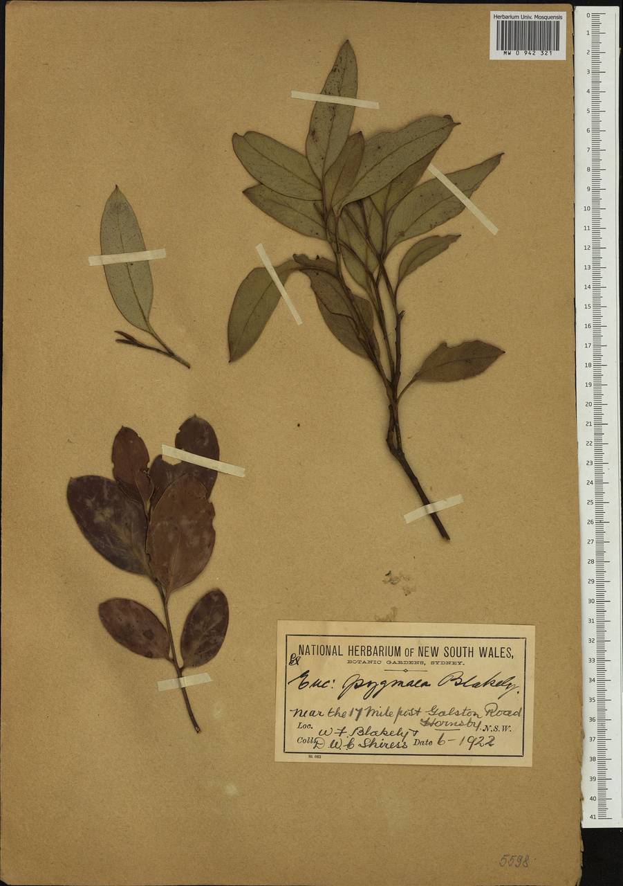 Eucalyptus × pygmaea Blakely, Австралия и Океания (AUSTR) (Австралия)