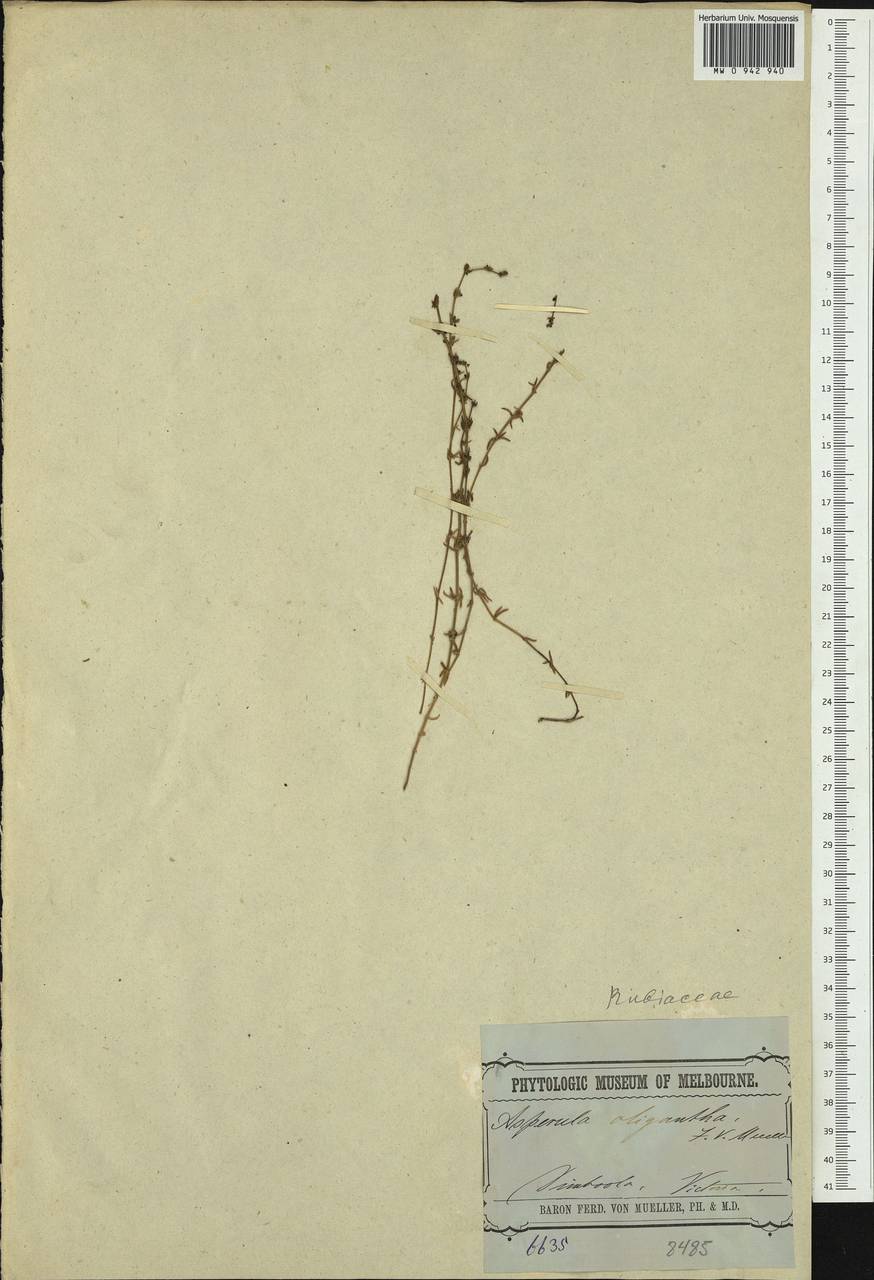 Asperula syrticola (Miq.) Toelken, Австралия и Океания (AUSTR) (Австралия)