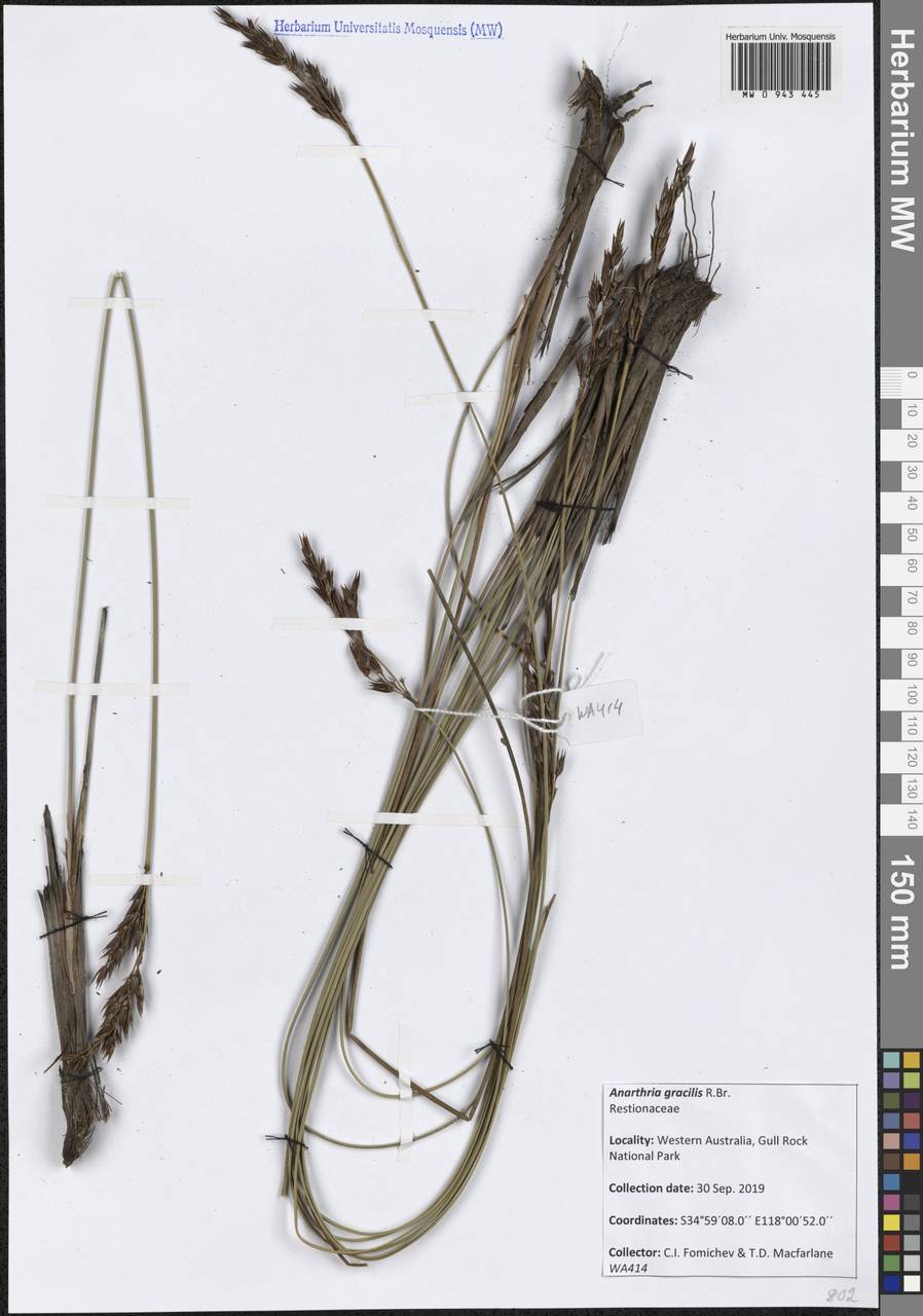 Anarthria gracilis R.Br., Австралия и Океания (AUSTR) (Австралия)