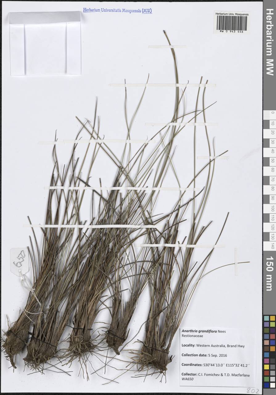 Anarthria gracilis R.Br., Австралия и Океания (AUSTR) (Австралия)