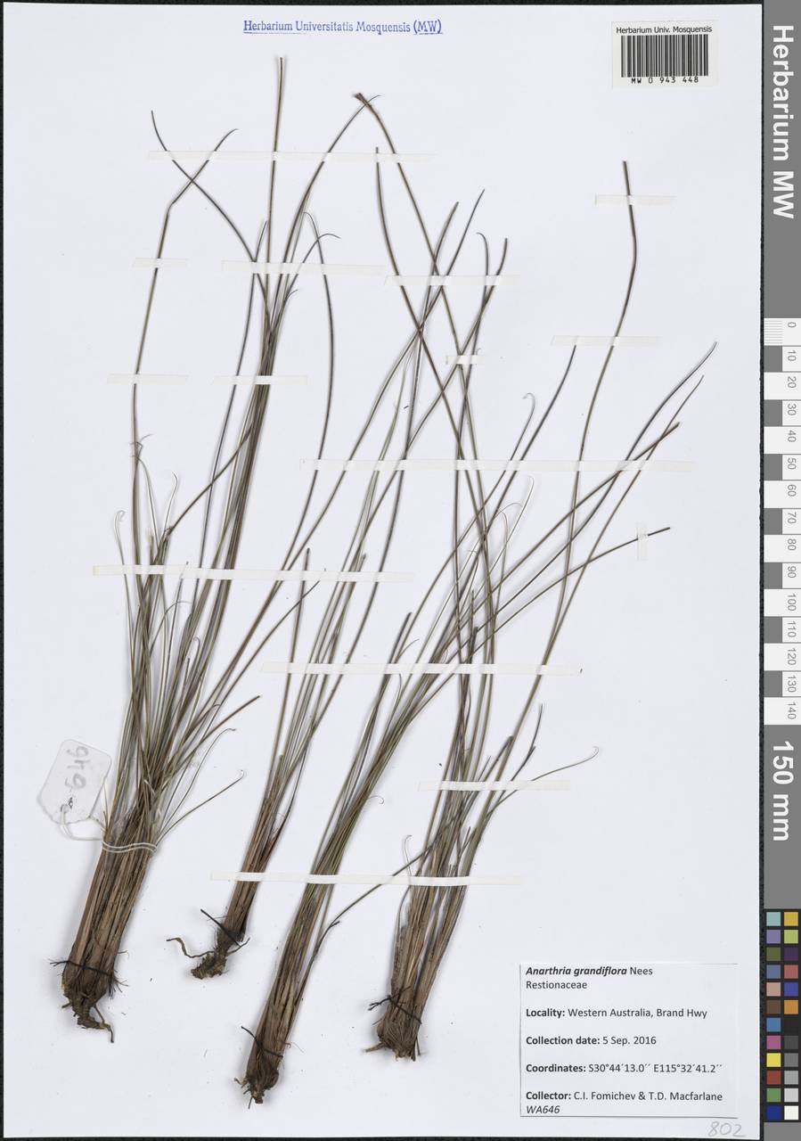 Anarthria gracilis R.Br., Австралия и Океания (AUSTR) (Австралия)