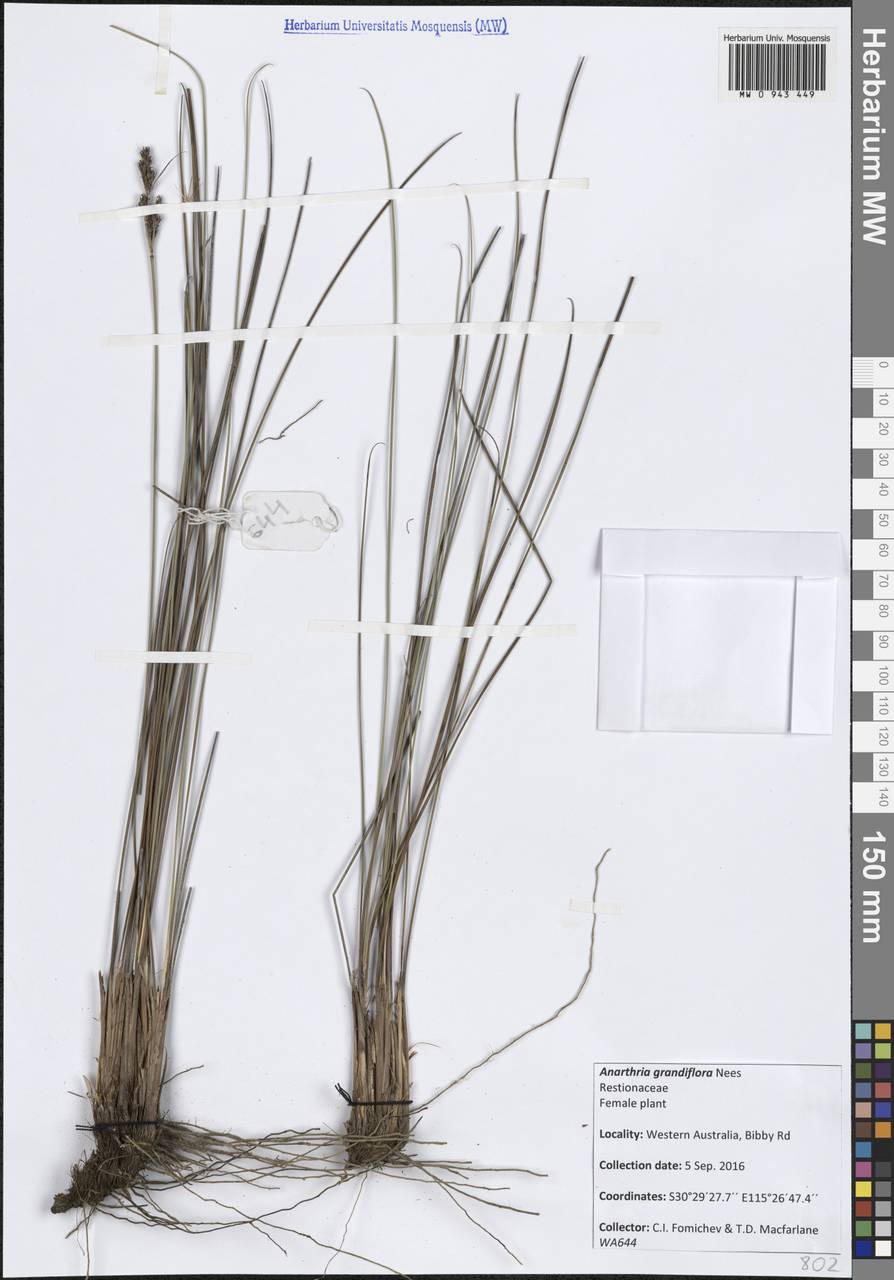 Anarthria gracilis R.Br., Австралия и Океания (AUSTR) (Австралия)