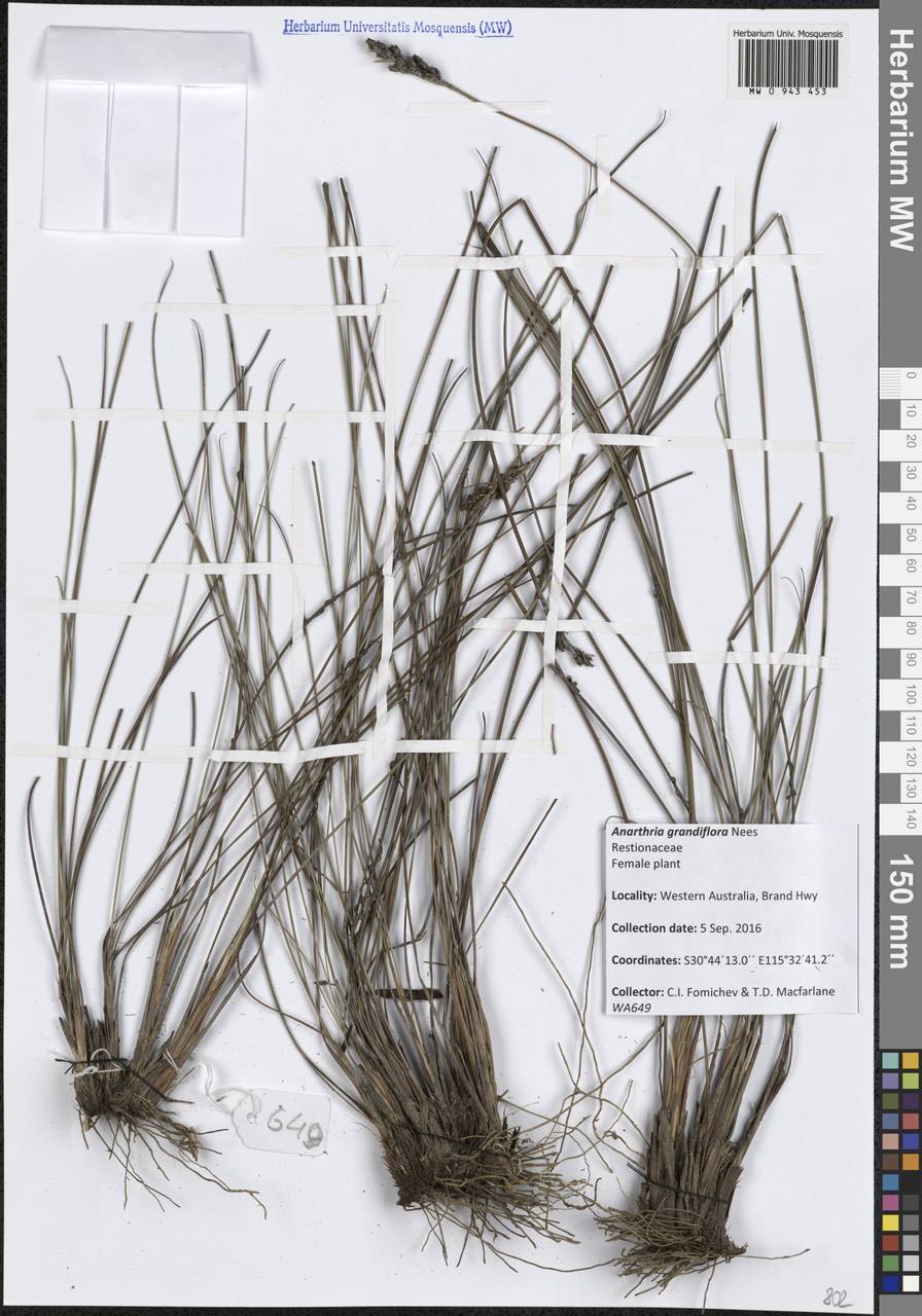 Anarthria gracilis R.Br., Австралия и Океания (AUSTR) (Австралия)