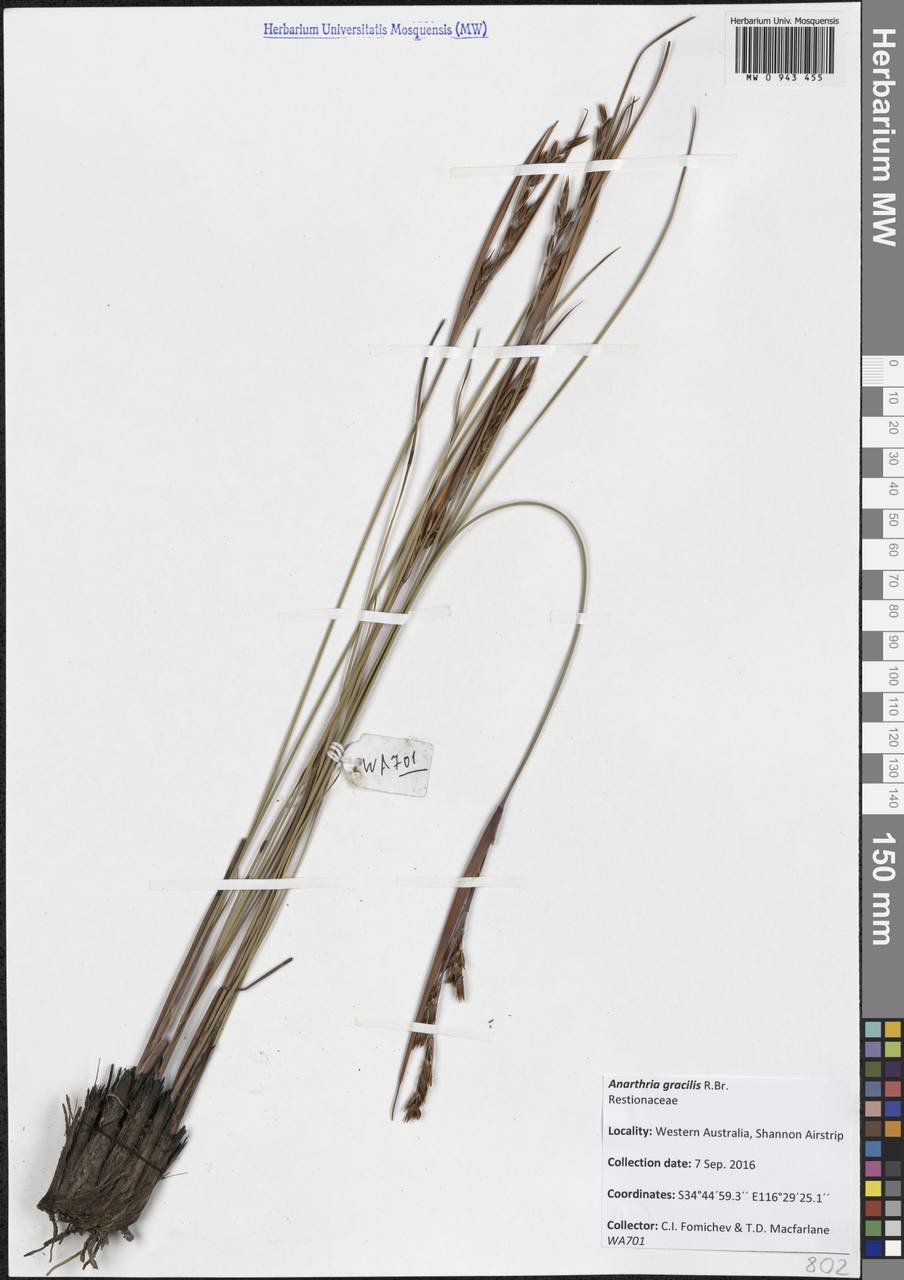 Anarthria gracilis R.Br., Австралия и Океания (AUSTR) (Австралия)