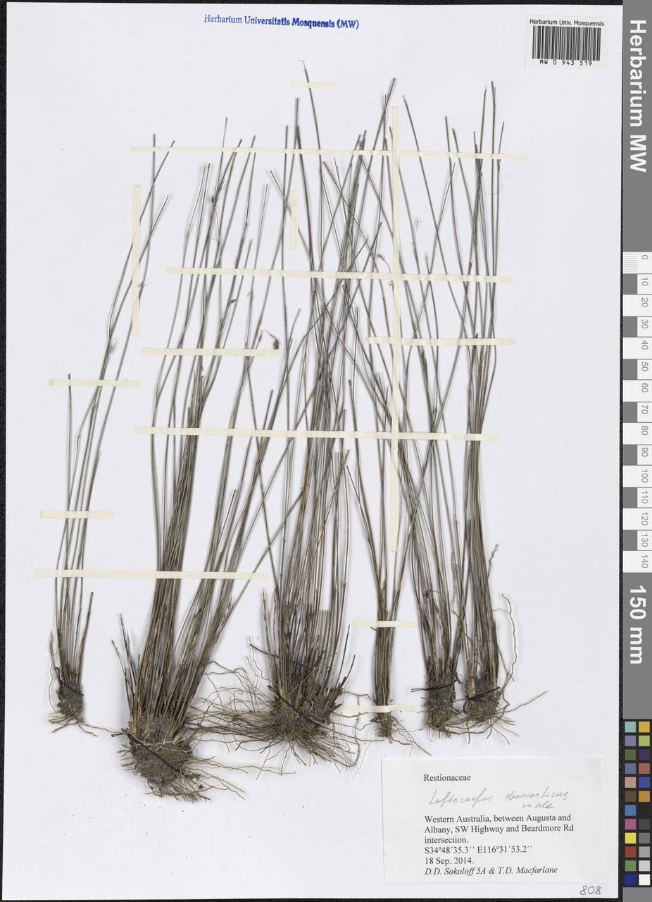 Leptocarpus denmarkicus (Suess.) B.G.Briggs, Австралия и Океания (AUSTR) (Австралия)