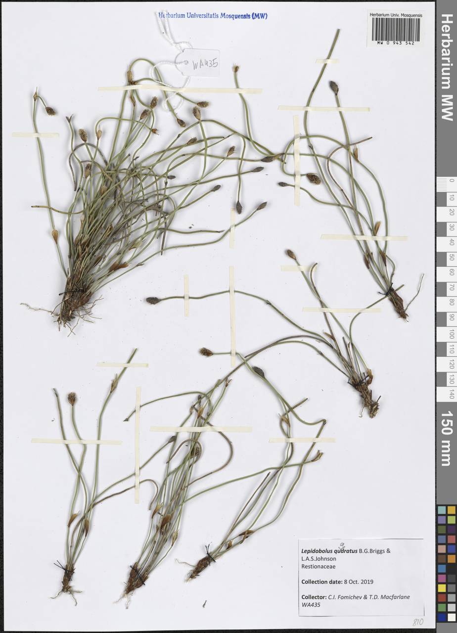 Lepidobolus quadratus B.G.Briggs & L.A.S.Johnson, Австралия и Океания (AUSTR) (Австралия)