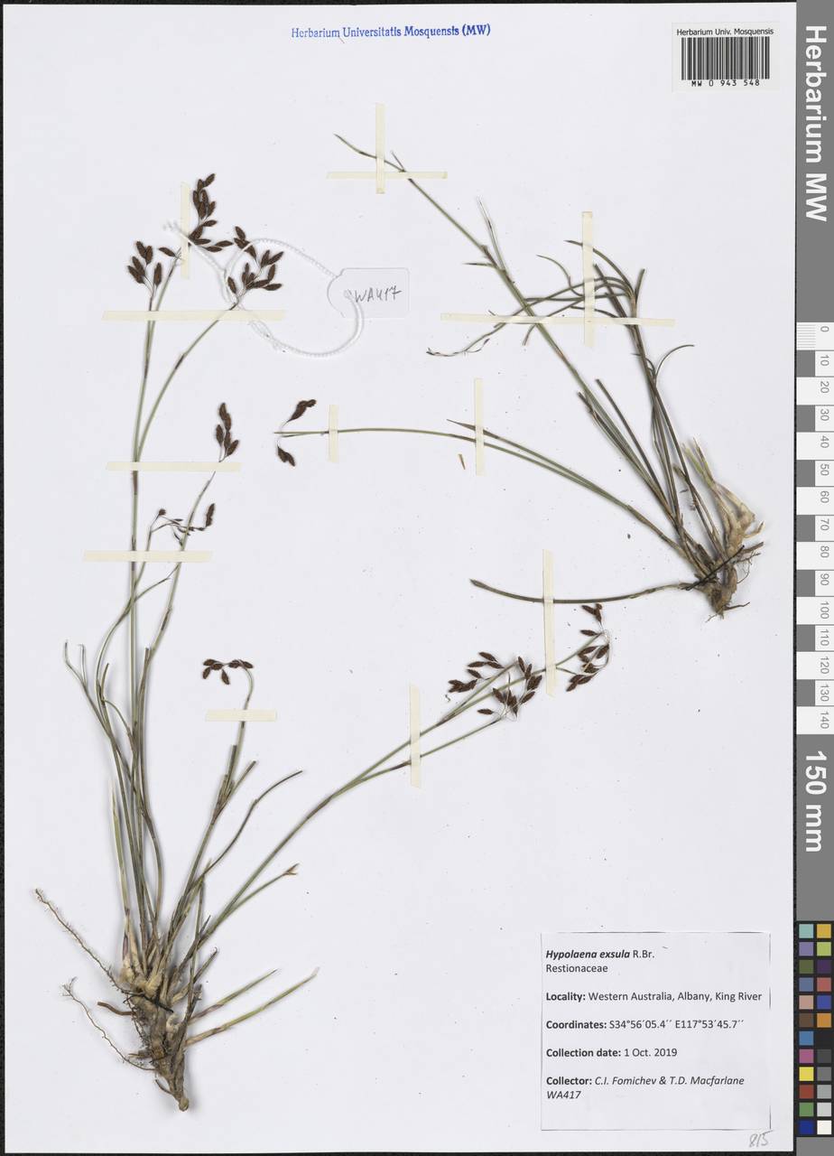 Hypolaena exsulca R.Br., Австралия и Океания (AUSTR) (Австралия)