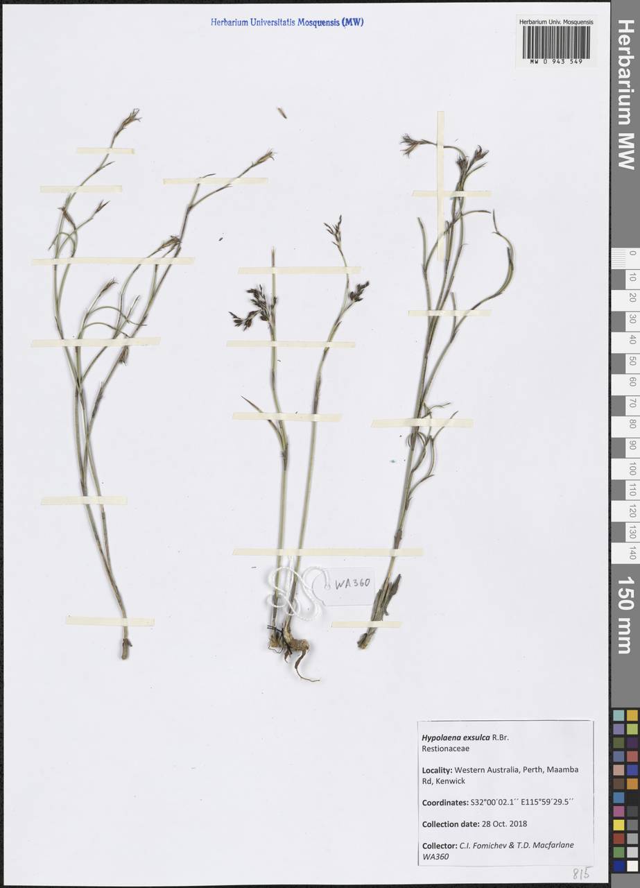 Hypolaena exsulca R.Br., Австралия и Океания (AUSTR) (Австралия)