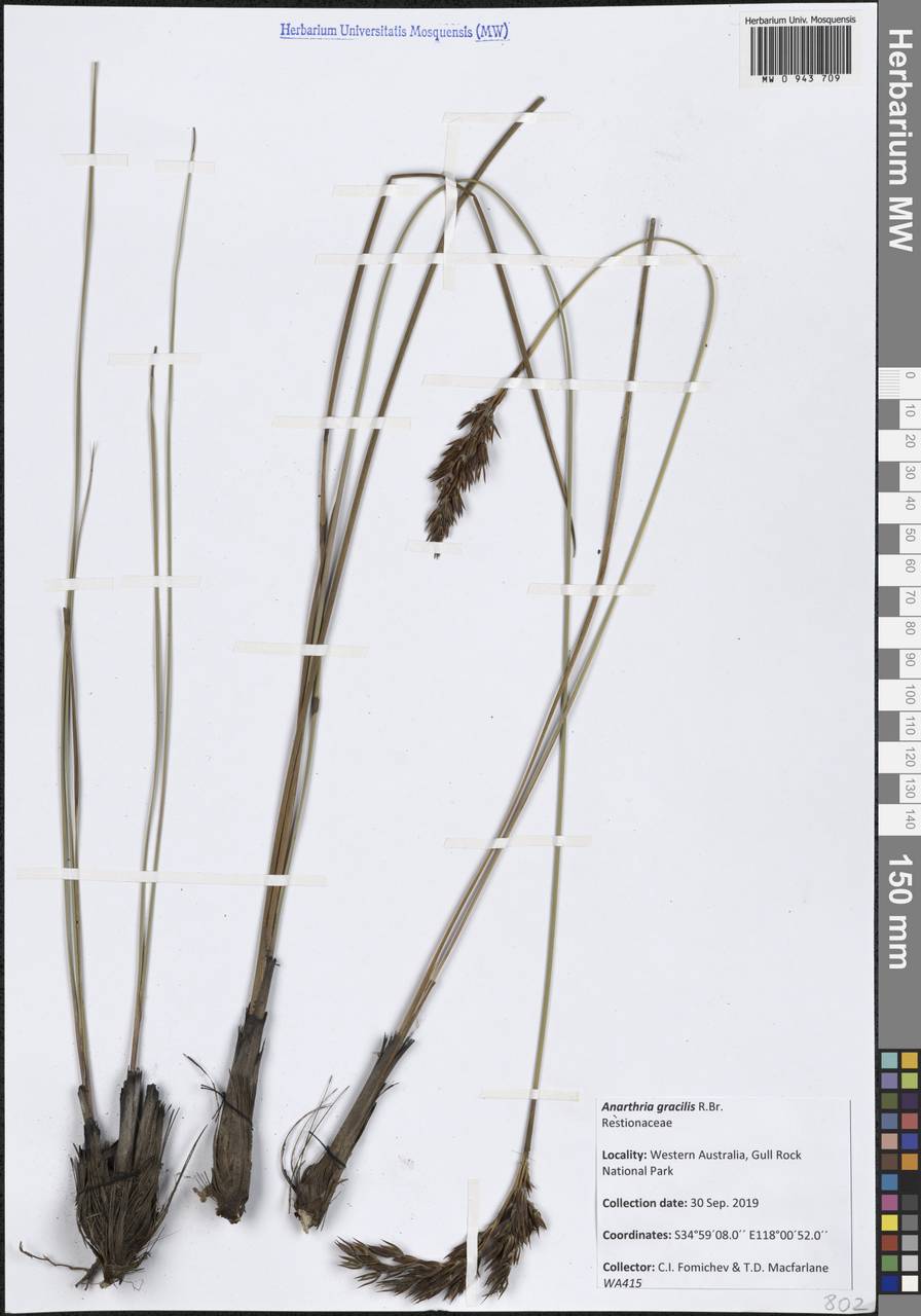 Anarthria gracilis R.Br., Австралия и Океания (AUSTR) (Австралия)