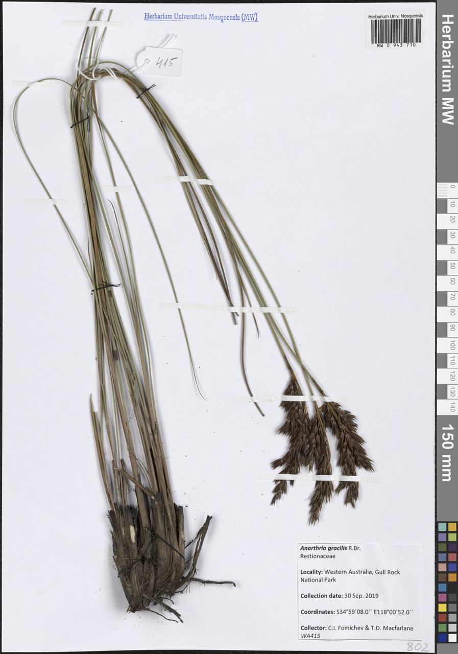 Anarthria gracilis R.Br., Австралия и Океания (AUSTR) (Австралия)