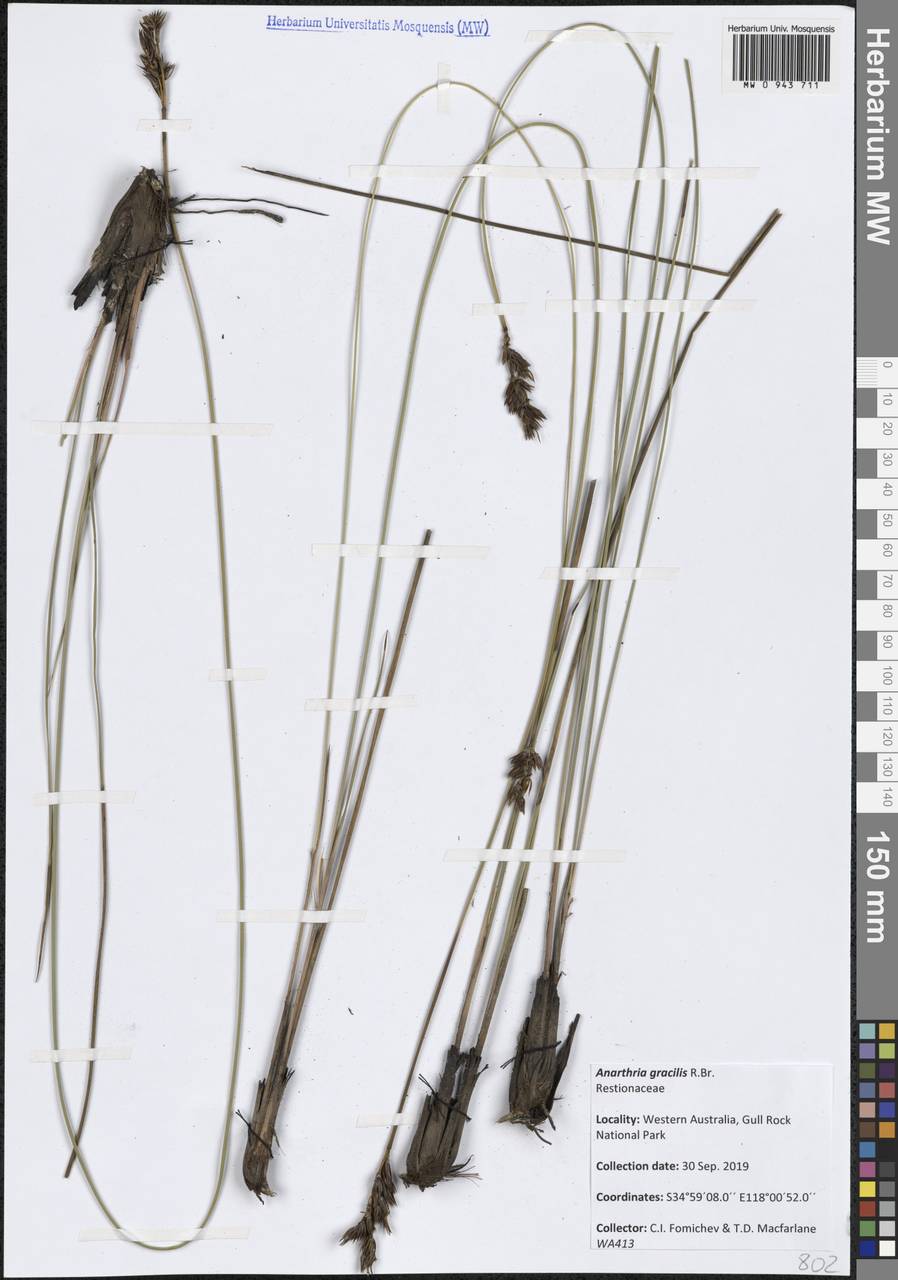 Anarthria gracilis R.Br., Австралия и Океания (AUSTR) (Австралия)