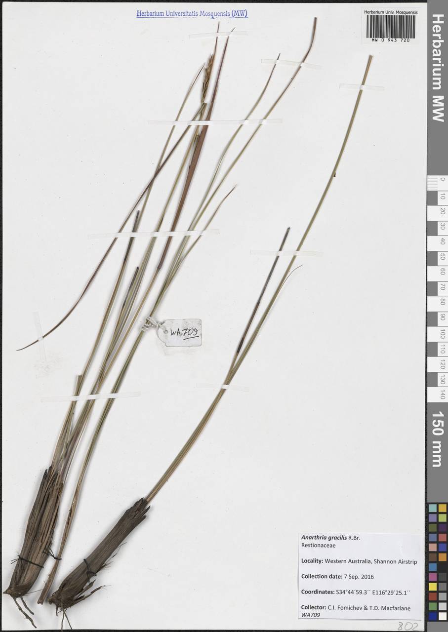 Anarthria gracilis R.Br., Австралия и Океания (AUSTR) (Австралия)