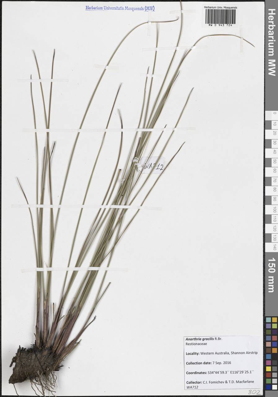 Anarthria gracilis R.Br., Австралия и Океания (AUSTR) (Австралия)