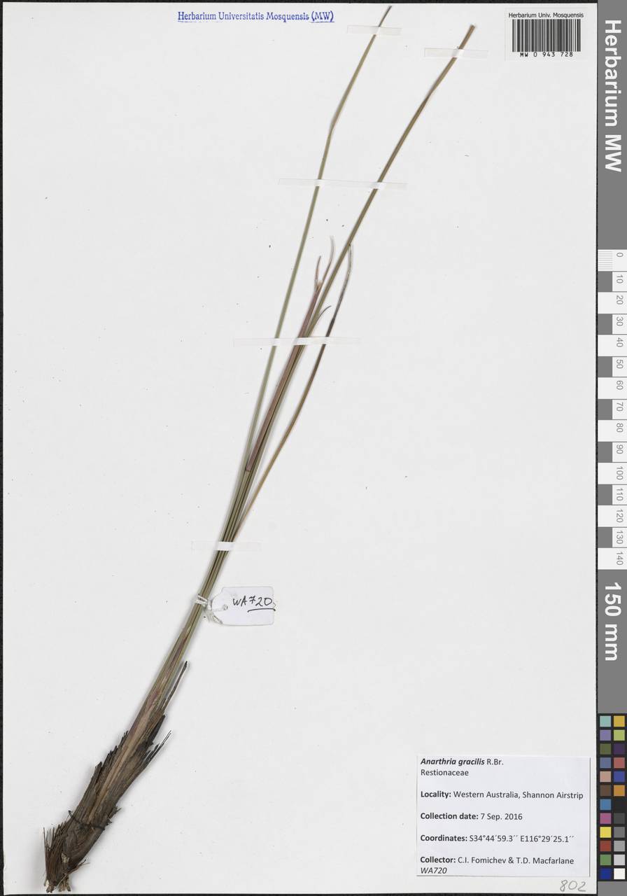 Anarthria gracilis R.Br., Австралия и Океания (AUSTR) (Австралия)