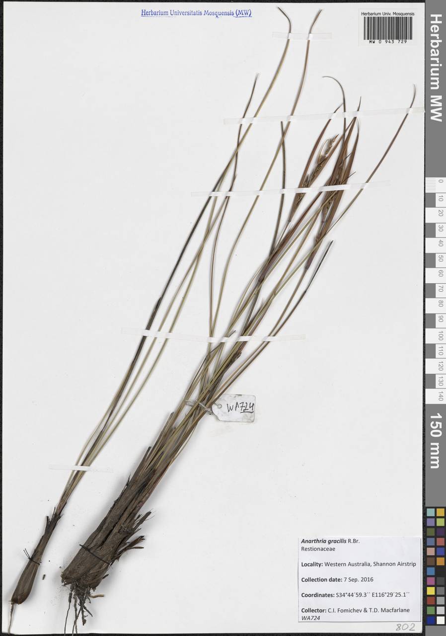 Anarthria gracilis R.Br., Австралия и Океания (AUSTR) (Австралия)