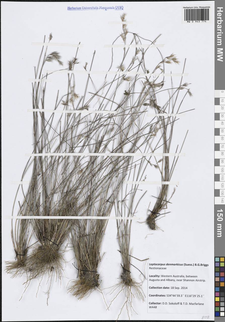 Leptocarpus denmarkicus (Suess.) B.G.Briggs, Австралия и Океания (AUSTR) (Австралия)