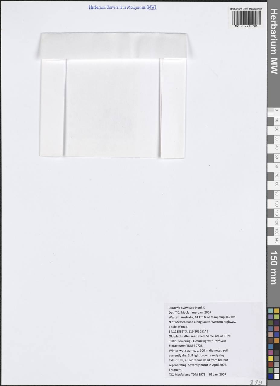 Trithuria submersa Hook.fil., Австралия и Океания (AUSTR) (Австралия)