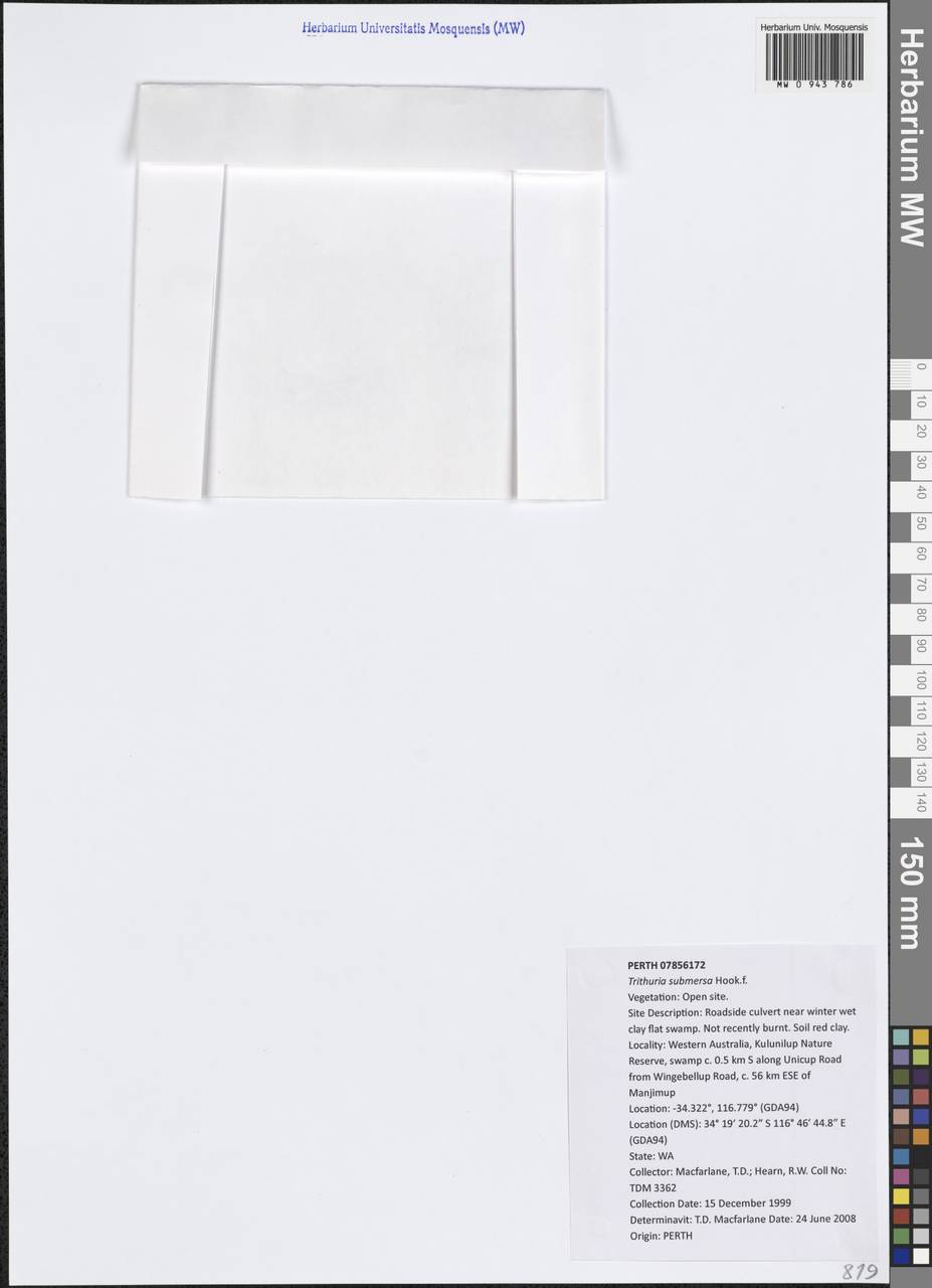 Trithuria submersa Hook.fil., Австралия и Океания (AUSTR) (Австралия)