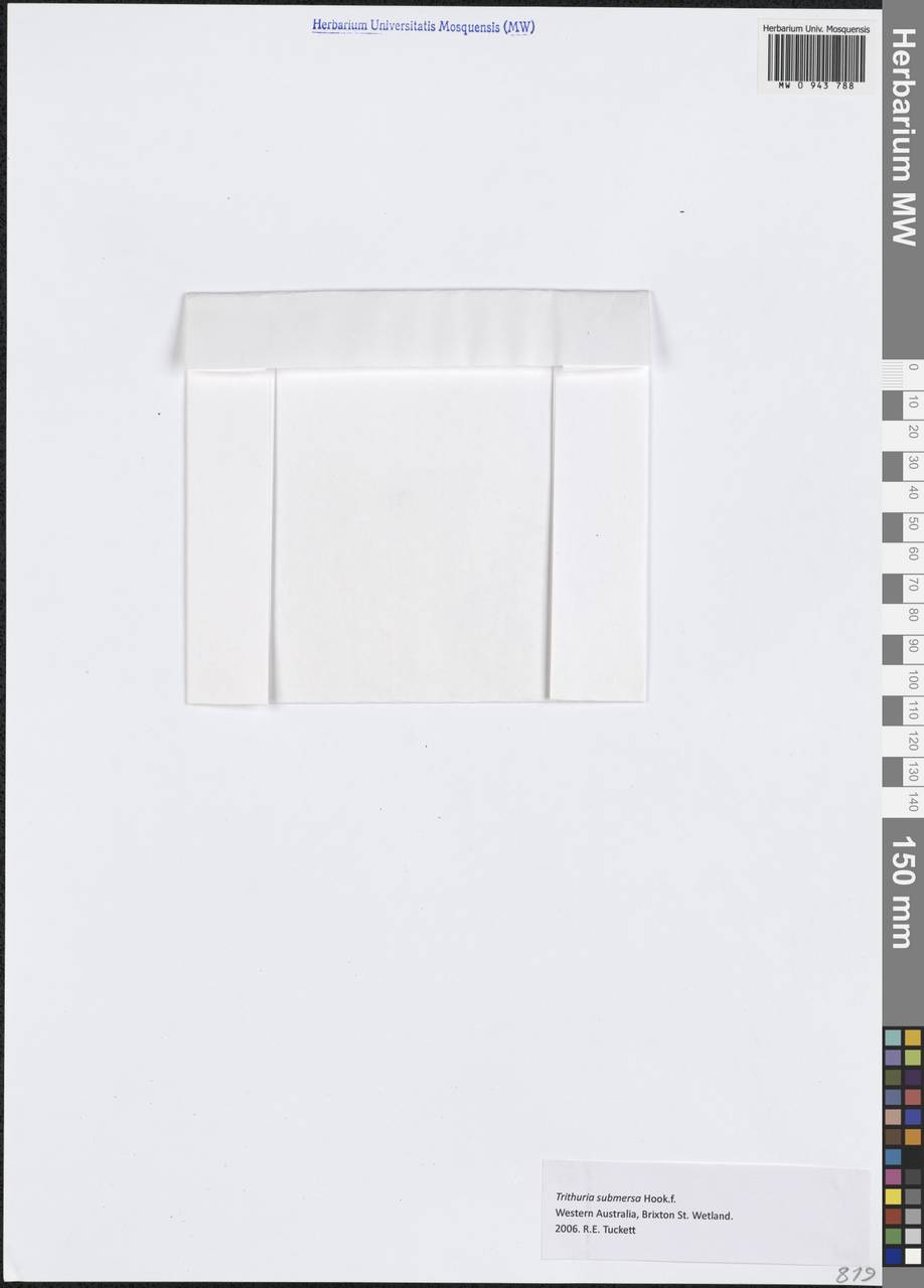 Trithuria submersa Hook.fil., Австралия и Океания (AUSTR) (Австралия)