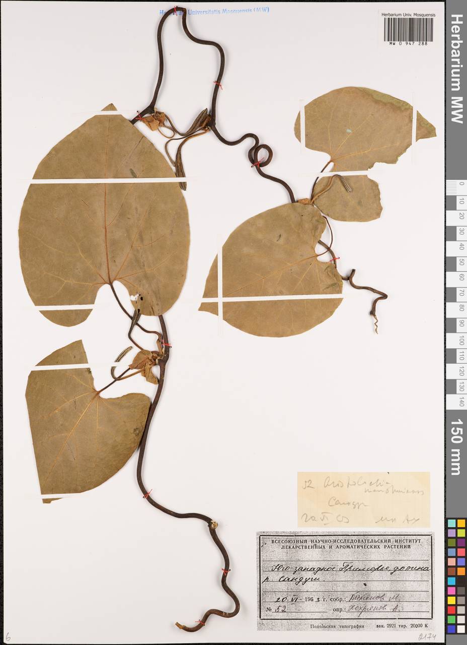Isotrema manshuriense (Kom.) H.Huber, Сибирь, Дальний Восток (S6) (Россия)