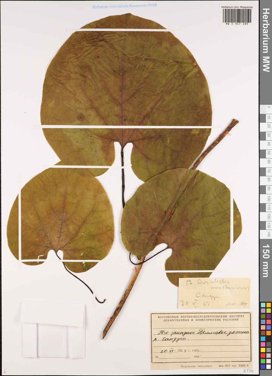 Isotrema manshuriense (Kom.) H.Huber, Сибирь, Дальний Восток (S6) (Россия)