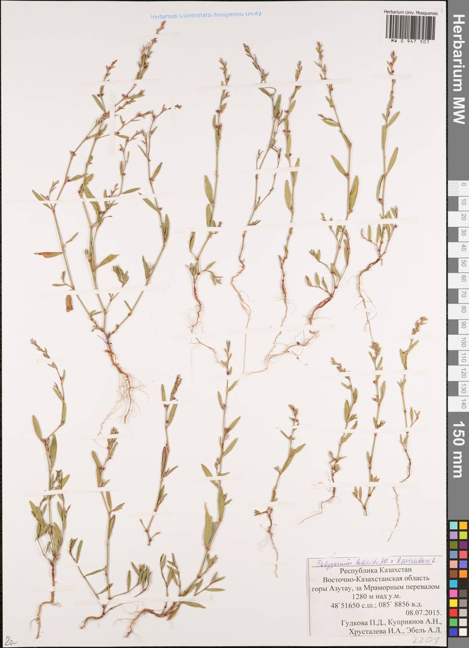 Спорыш Белларди, Горец Белларди All., Сибирь, Западный (Казахстанский) Алтай (S2a) (Казахстан)