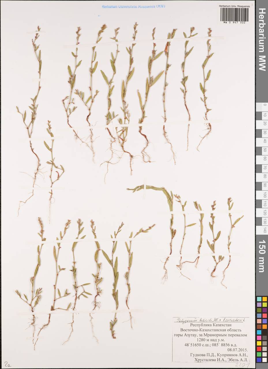 Спорыш Белларди, Горец Белларди All., Сибирь, Западный (Казахстанский) Алтай (S2a) (Казахстан)