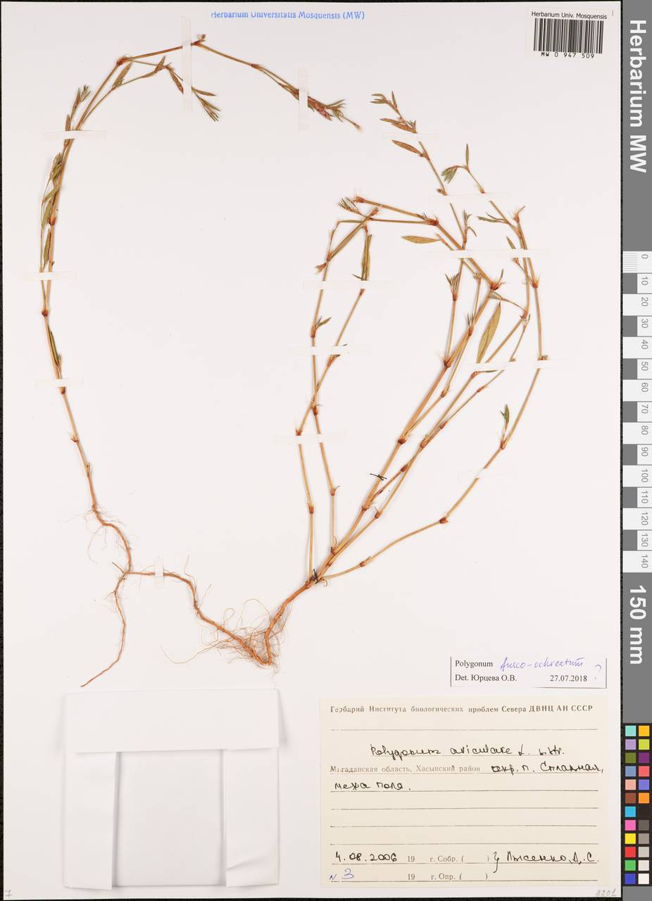 Спорыш бурораструбовый Kom., Сибирь, Чукотка и Камчатка (S7) (Россия)