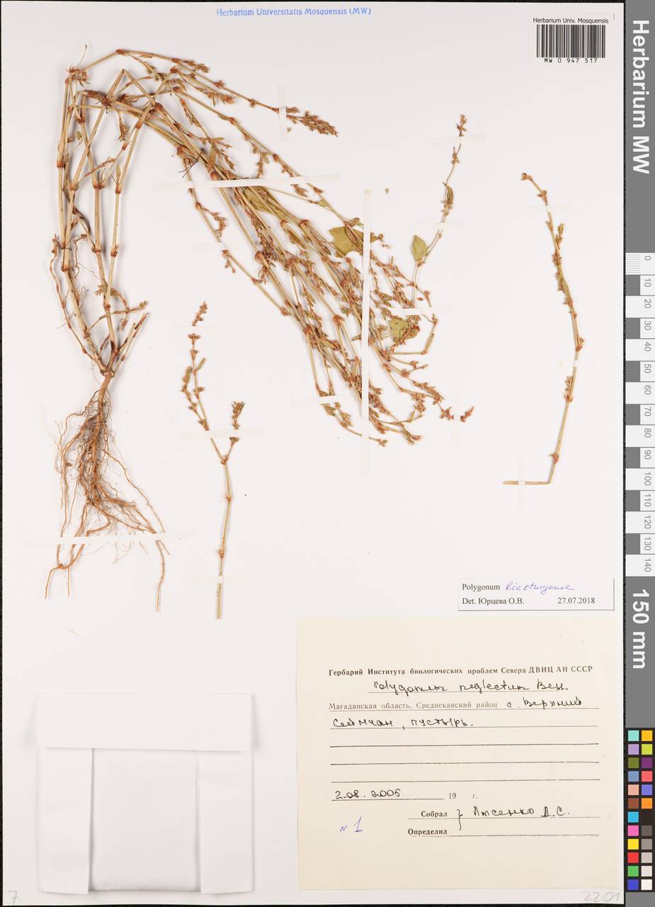 Спорыш бурораструбовый Kom., Сибирь, Чукотка и Камчатка (S7) (Россия)