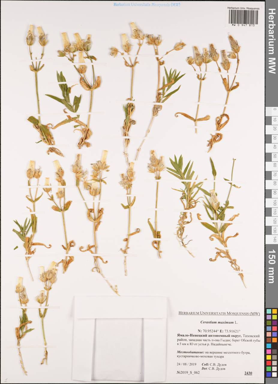 Dichodon maximum (L.) Á. Löve & D. Löve, Сибирь, Западная Сибирь (S1) (Россия)