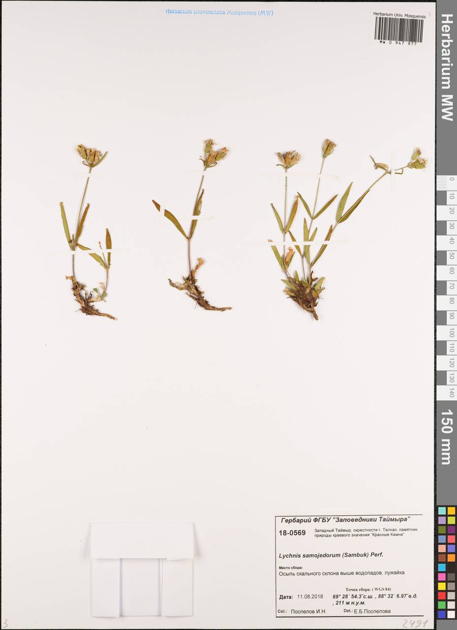 Смолевка ненецкая, Зорька самоедов (Sambuk) Oxelman, Сибирь, Центральная Сибирь (S3) (Россия)