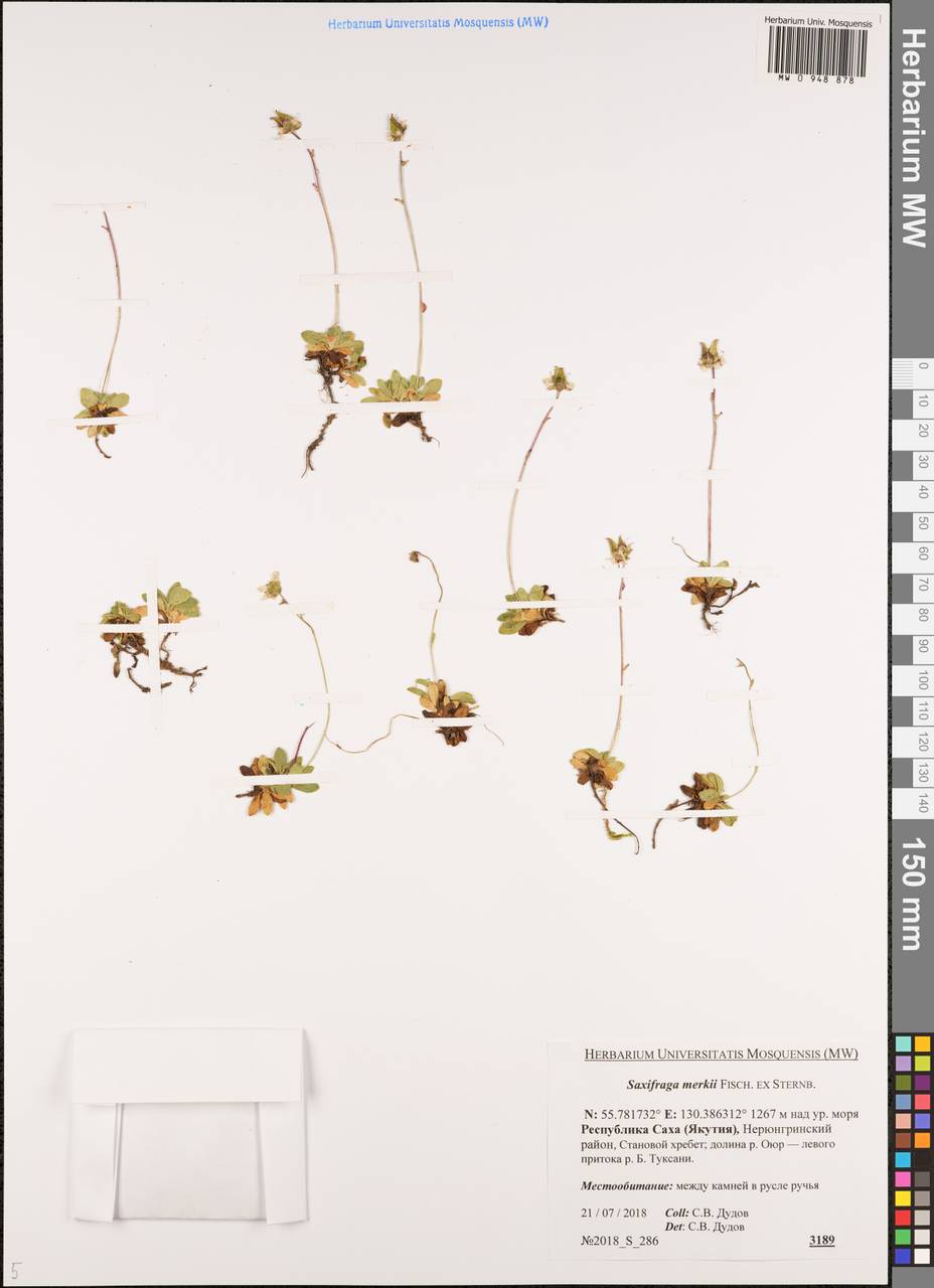 Micranthes merkii subsp. merkii, Сибирь, Якутия (S5) (Россия)