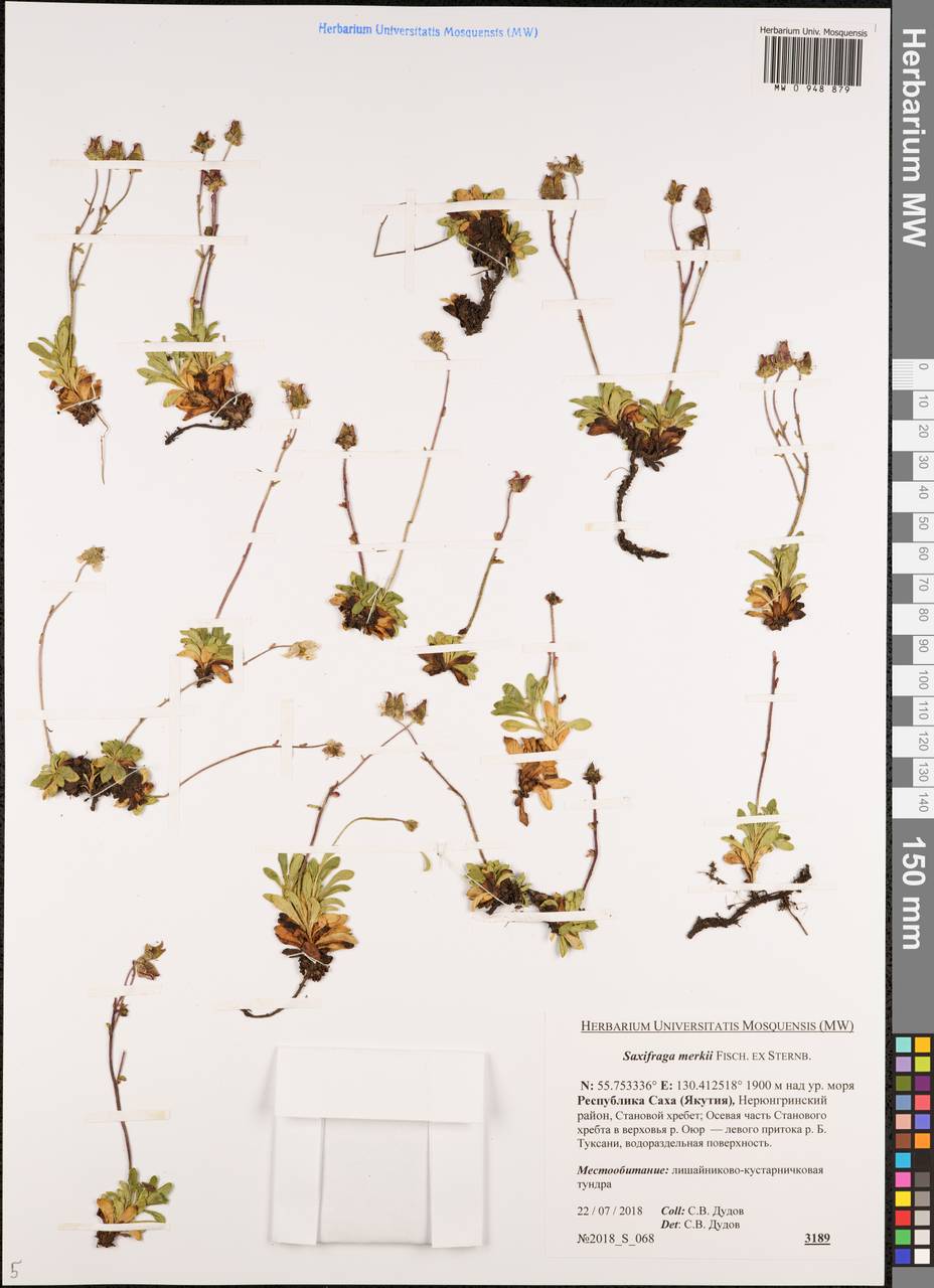 Micranthes merkii subsp. merkii, Сибирь, Якутия (S5) (Россия)