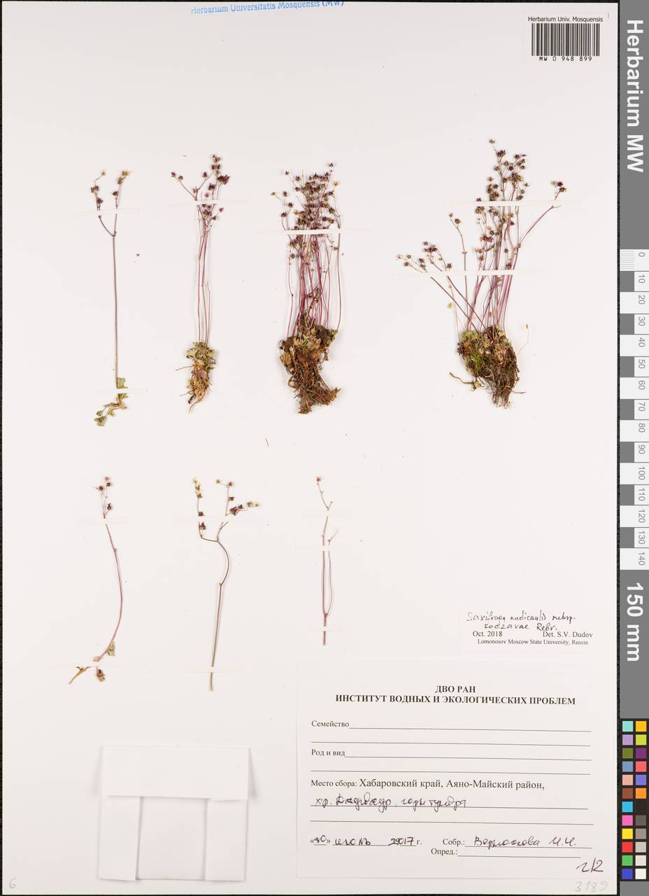 Камнеломка голостебельная (D.Don) Gornall & H.Ohba, Сибирь, Дальний Восток (S6) (Россия)