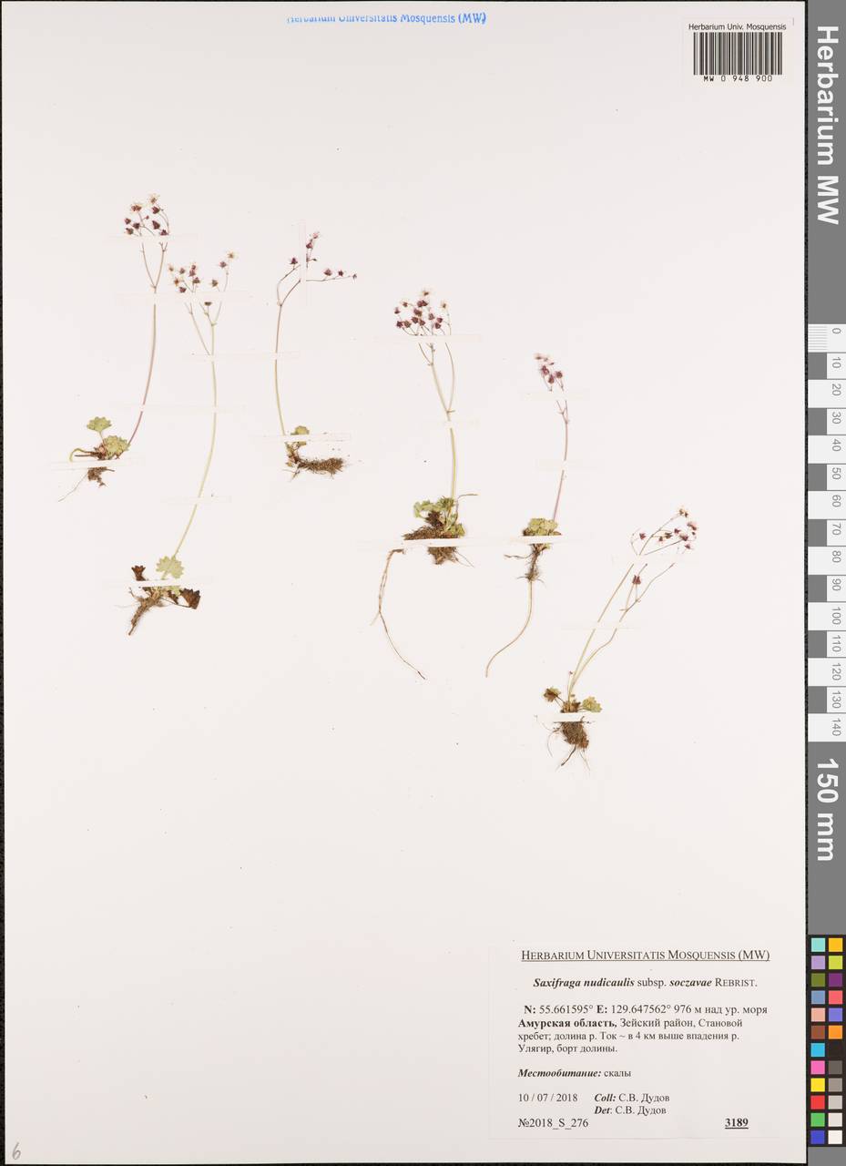 Камнеломка голостебельная, Сибирь, Дальний Восток (S6) (Россия)