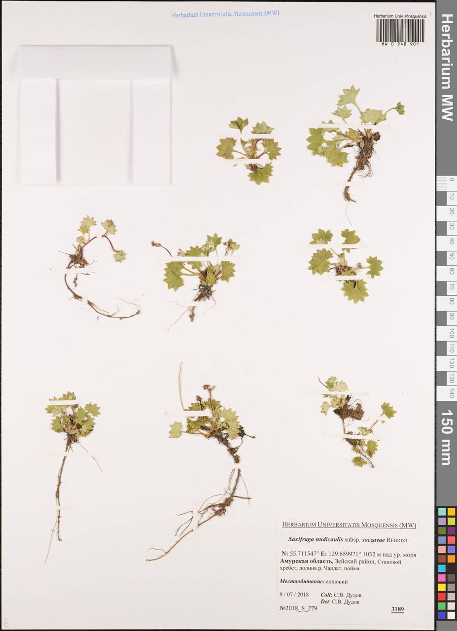 Камнеломка голостебельная, Сибирь, Дальний Восток (S6) (Россия)