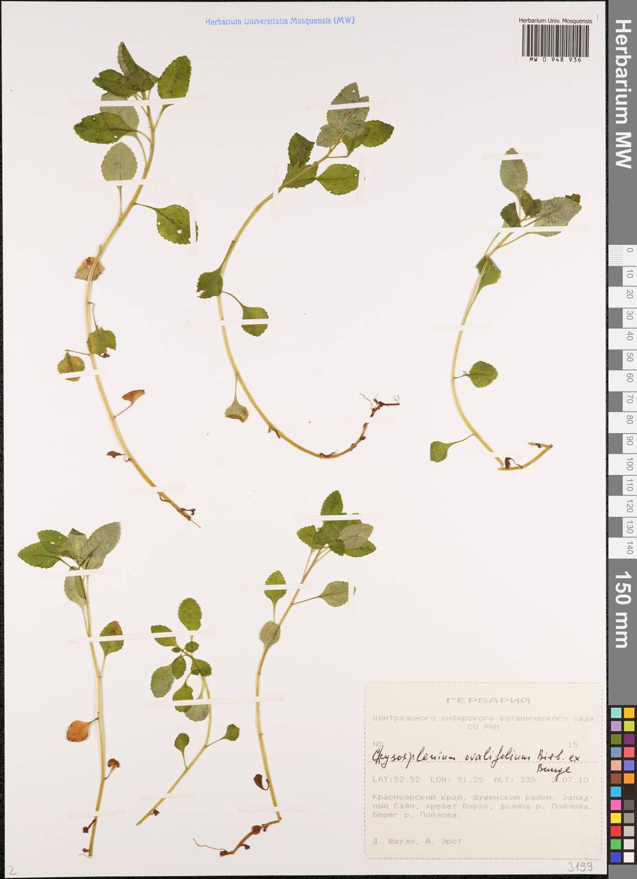 Селезеночник овальнолистный M.Bieb. ex Ledeb., Сибирь, Алтай и Саяны (S2) (Россия)