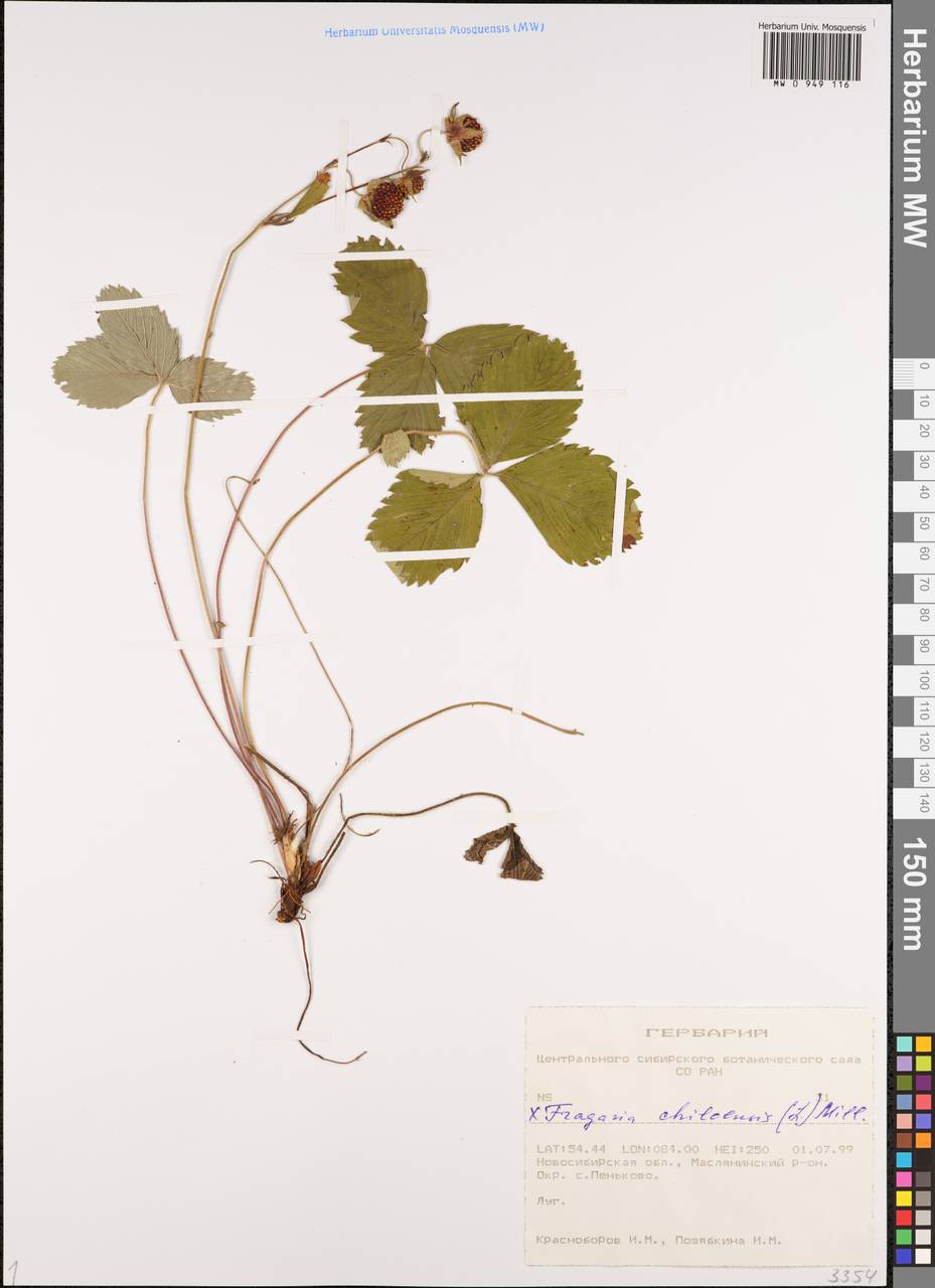 Fragaria chiloensis (L.) Weston, Сибирь, Западная Сибирь (S1) (Россия)