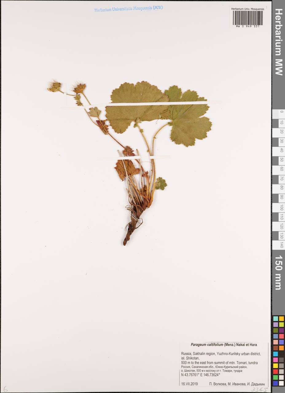 Гравилат калужницелистный, Сибирь, Дальний Восток (S6) (Россия)