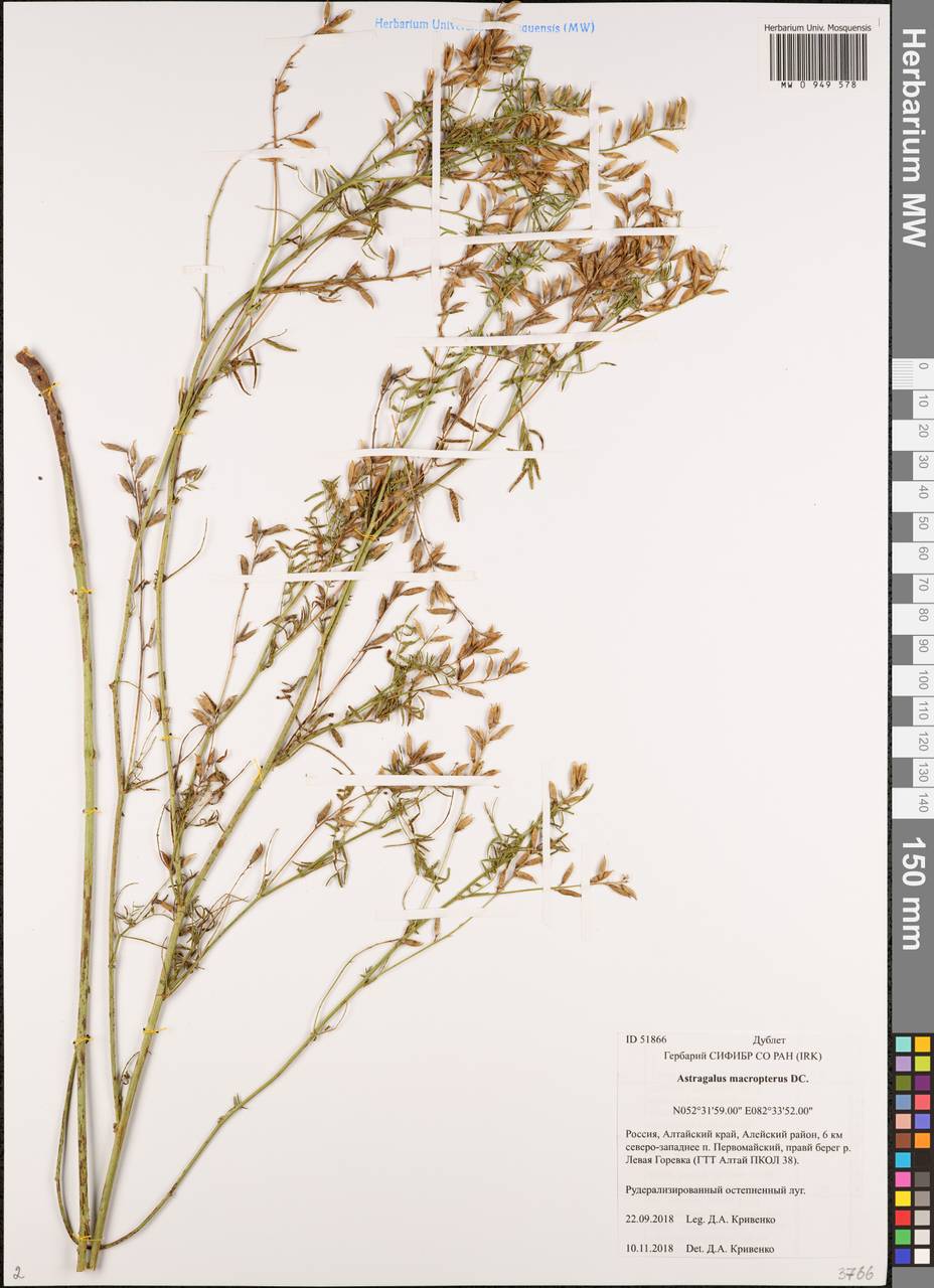 Астрагал тонкоколосый Pall., Сибирь, Алтай и Саяны (S2) (Россия)