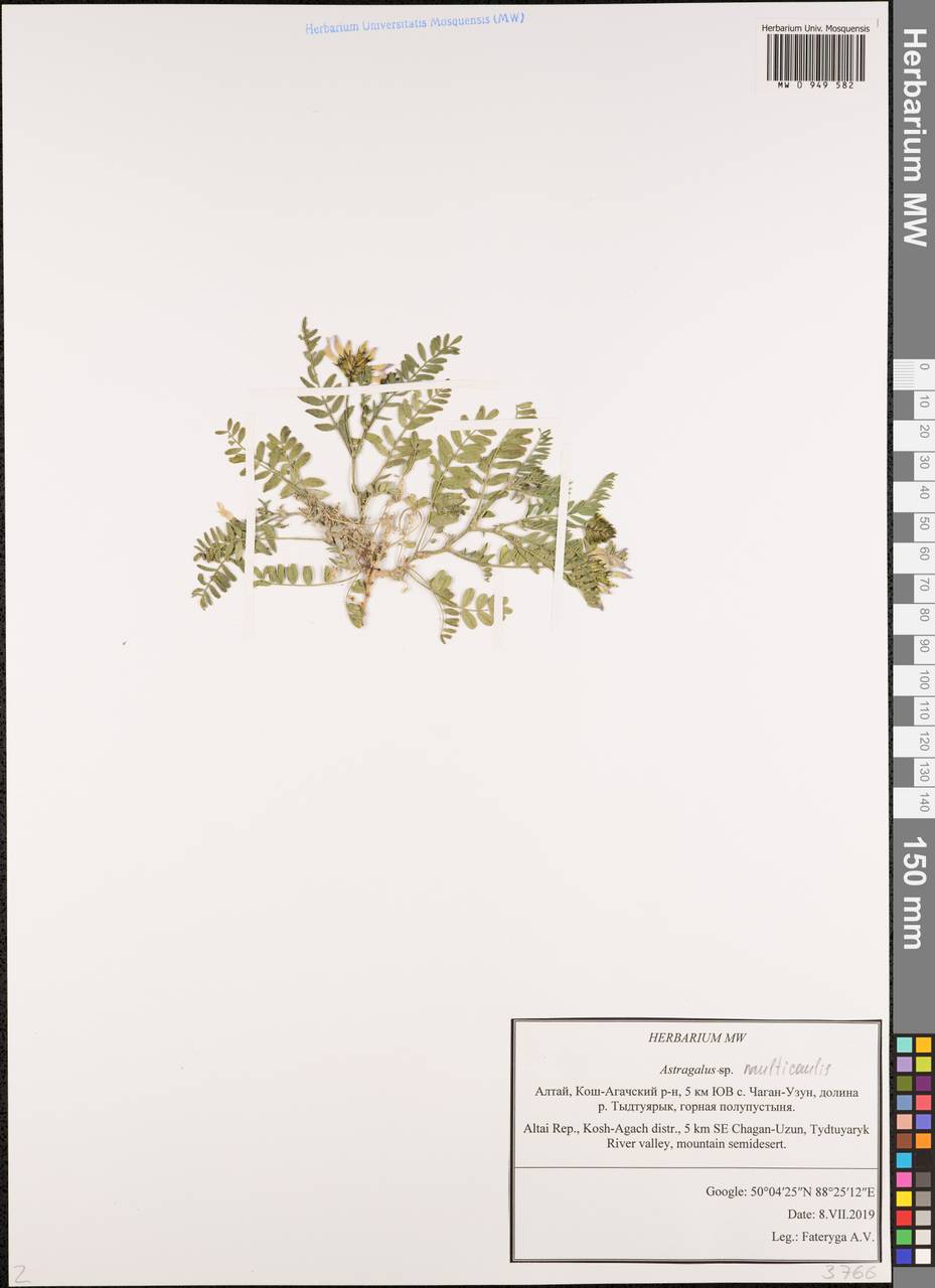 Астрагал длиннокрылый DC., Сибирь, Алтай и Саяны (S2) (Россия)