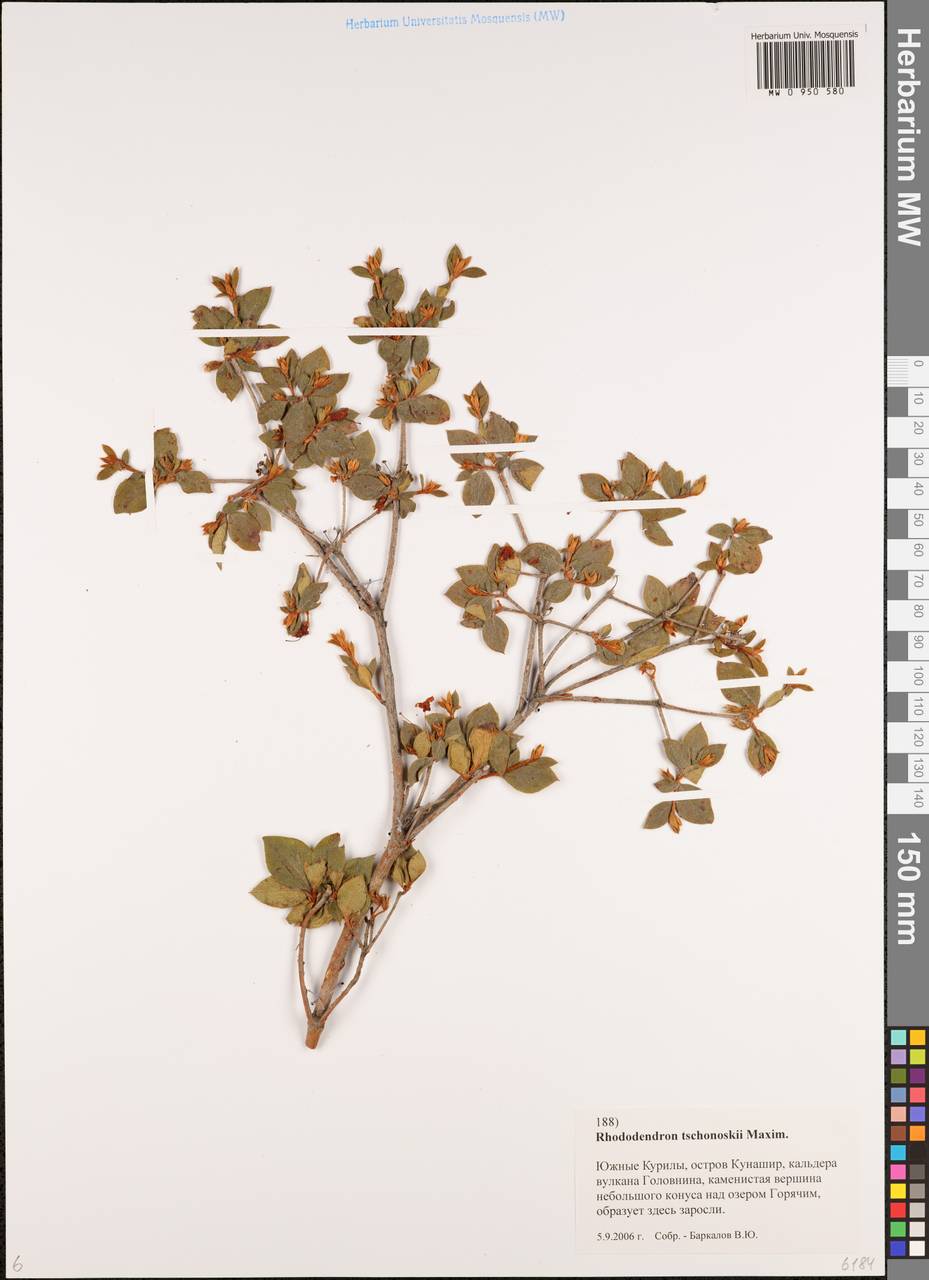 Рододендрон Чоноски Maxim., Сибирь, Дальний Восток (S6) (Россия)