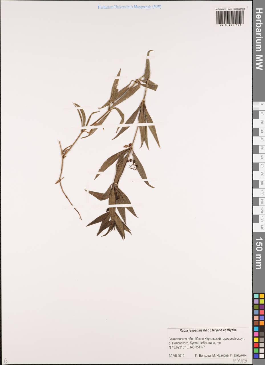 Марена иезская (Miq.) Miyabe & Kudo, Сибирь, Дальний Восток (S6) (Россия)