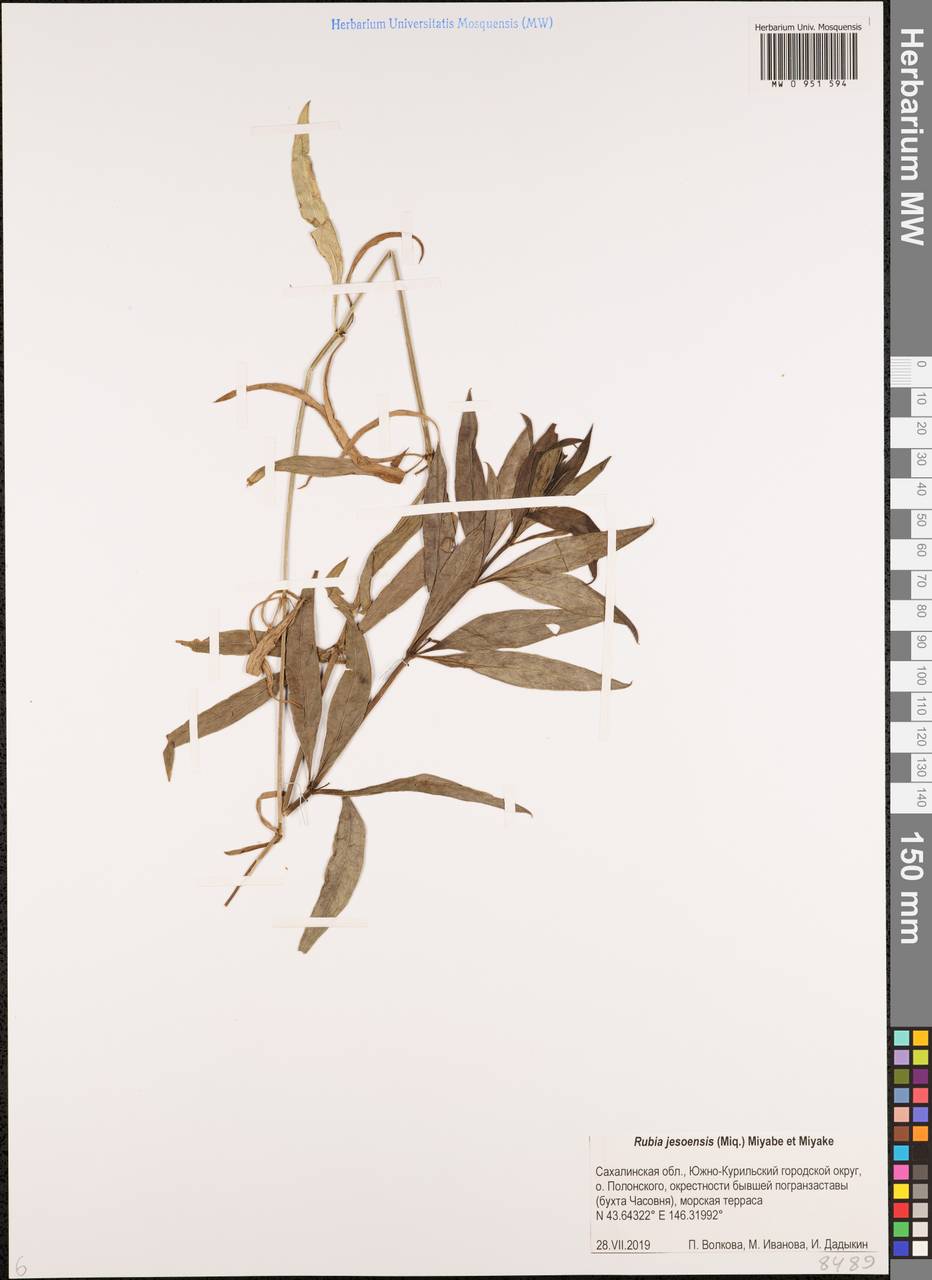 Марена иезская (Miq.) Miyabe & Kudo, Сибирь, Дальний Восток (S6) (Россия)