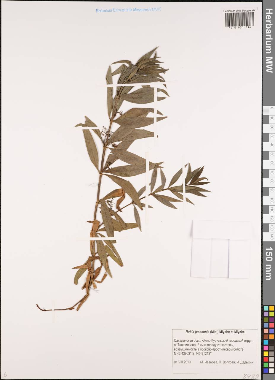 Марена иезская (Miq.) Miyabe & Kudo, Сибирь, Дальний Восток (S6) (Россия)