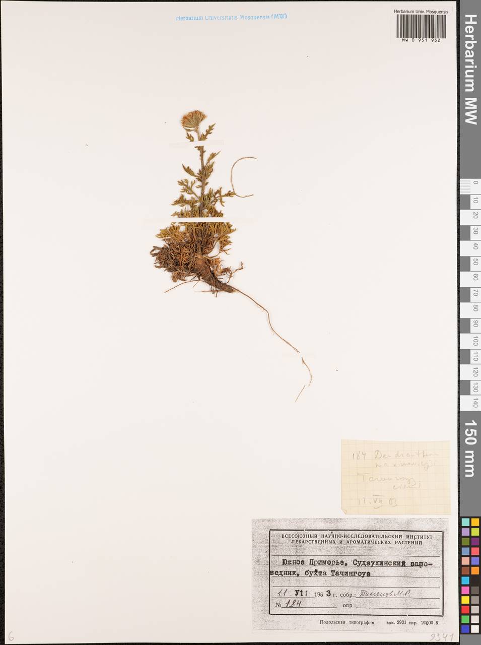 Chrysanthemum maximowiczii Komar, Сибирь, Дальний Восток (S6) (Россия)