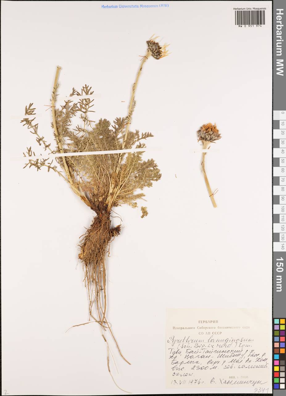 Tanacetum lanuginosum Sch. Bip. & Herder, Сибирь, Алтай и Саяны (S2) (Россия)